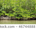 Kota Kinabalu Mangrove 46744888