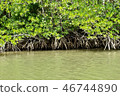Kota Kinabalu Mangrove 46744890