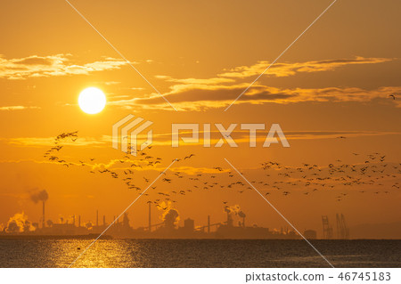 日出和候鳥 46745183