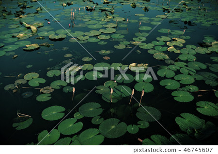 A beautiful pink waterlily or lotus flower A beautiful pink waterlily or lotus flower 46745607