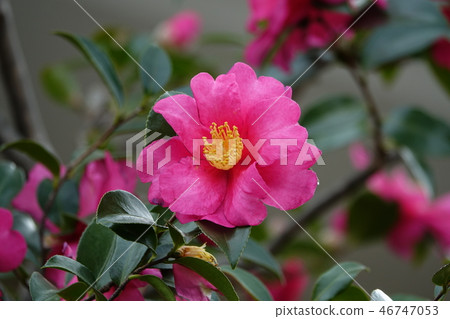 Sazakan (mountain flower arrangement) Sazakan (mountain flower arrangement) 46747053