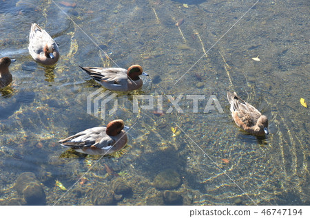 Suizenji Jojuen Suizenji Jojuen 46747194