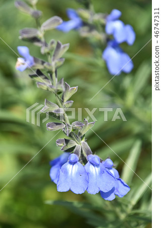 Salvia Azurea 46747311