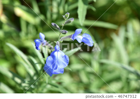 Salvia Azurea 46747312