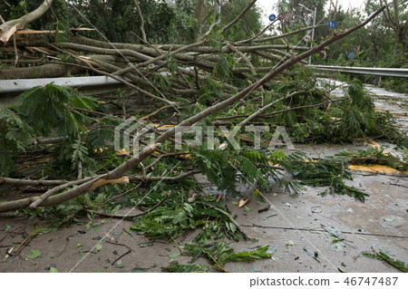 Broken tree fall down block the road Broken tree fall down block the road 46747487