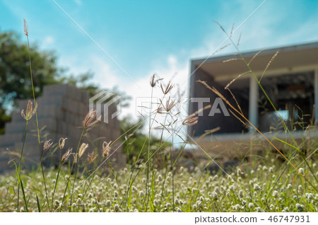 Selective focus of flower grass and weed meadow 46747931