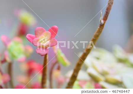 仙人掌花 46748447