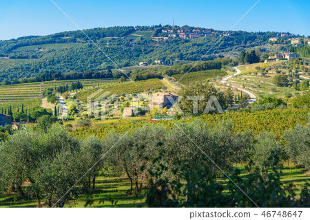 Vineyard in Chianti region. Tuscany. Italy Vineyard in Chianti region. Tuscany. Italy 46748647