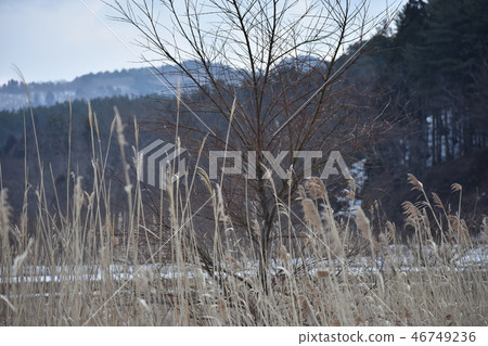 Okuma Okudo Okawa眼睛 46749236