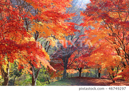 Momiji Tunnel Suehiro Square 46749297