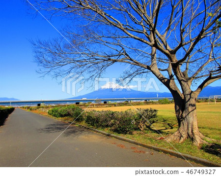 Mt Fuji and winter trees 46749327