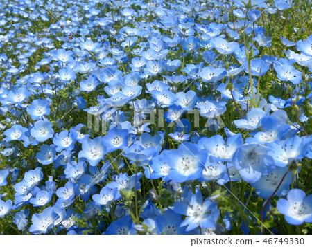 Nemophila 46749330
