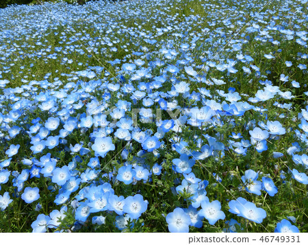 Nemophila 46749331