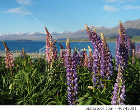 Lake Tekapo Lupine Spring Lake Tekapo Lupine Spring 46749381