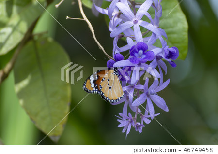 Close up of violet flower background. 46749458