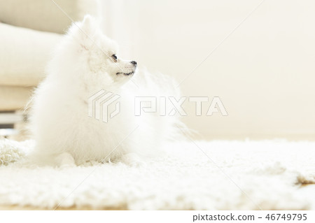 Pomeranian, dog, pet, companion animal, dog 46749795