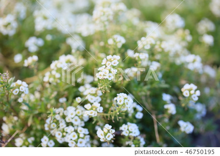 Sweet Allsum Flower Sweet Allsum Flower 46750195