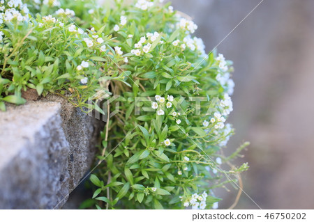 Sweet Allsum Flower 46750202