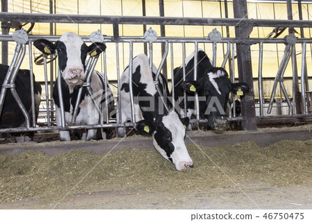 Barn Barn 46750475