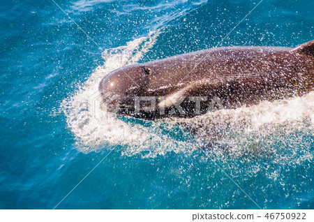 Long-Finned Pilot Whales in the Southern Atlantic Ocean 46750922