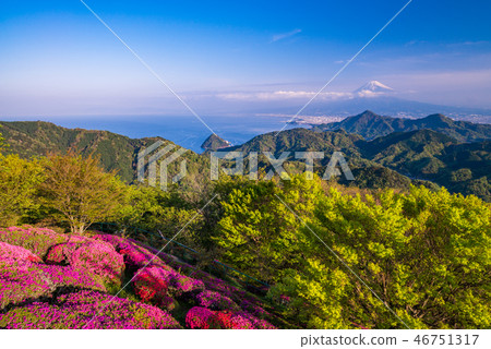 [Shizuoka Prefecture] Azaleas bloom from Katsuragi to Mt. Fuji 46751317