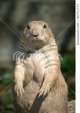 The European ground squirrel. The European ground squirrel. 46751737