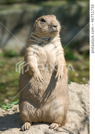 The European ground squirrel. The European ground squirrel. 46751738