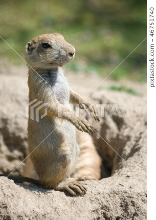 The European ground squirrel. The European ground squirrel. 46751740