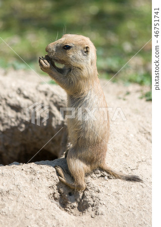 The European ground squirrel. 46751741