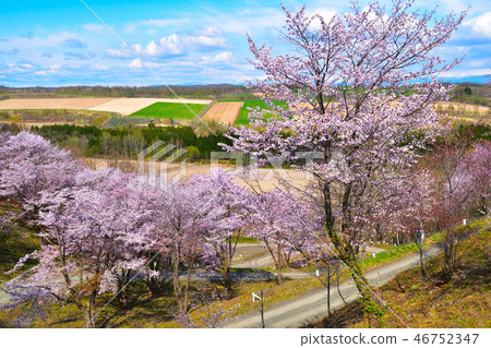 Cherry blossom view Fukayama Sakai Sakura Garden Cherry blossom view Fukayama Sakai Sakura Garden 46752347