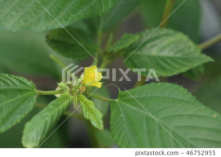 Moroheiya's flower 46752955