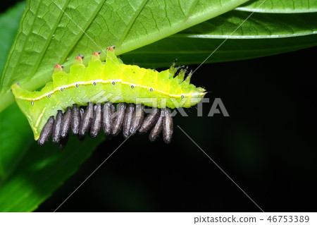 寄生蜂寄生蜂對黃芩幼蟲的寄生蟲 46753389