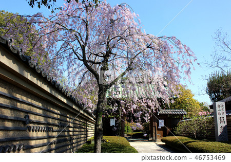 陽光明媚的白鳳聖福祉（4） 46753469