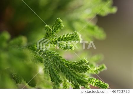 Iwakiba leaves 46753753