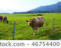 A cow 46754400