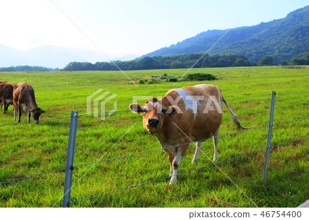 A cow A cow 46754400
