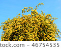 Yellow flowers and sky 46754535