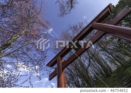 Torii and cherry blossoms 46754652