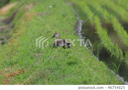 Wild birds on the way Wild birds on the way 46754825