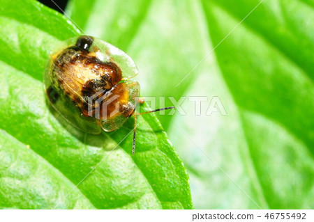 Ichimonji Cameloticus 46755492