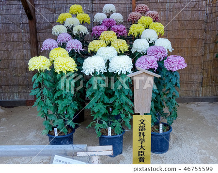 Chrysanthemum flower exhibition · · · three flower bed 46755599