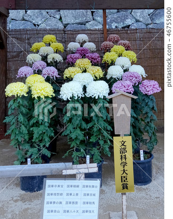 菊花展···三花床 46755600