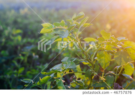 bush plant of young potato growing in the field 46757876
