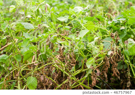 Leaves Of Potato With Diseases. Plant Of Potato Leaves Of Potato With Diseases. Plant Of Potato 46757967