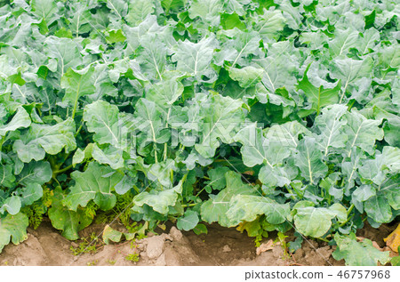 broccoli growing in the field. fresh organic broccoli growing in the field. fresh organic 46757968