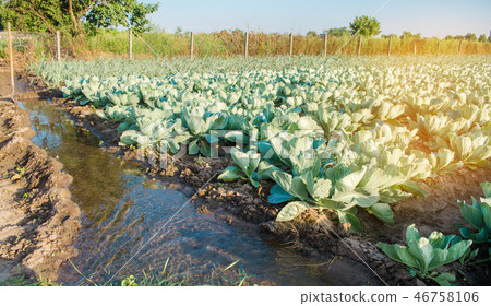 natural watering of agricultural crops, irrigation natural watering of agricultural crops, irrigation 46758106
