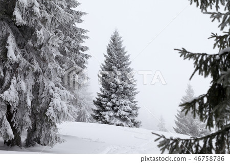 Frozen snow-covered spruce forest after snowfall Frozen snow-covered spruce forest after snowfall 46758786