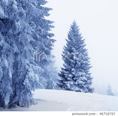 Frozen snow-covered fir in magic forest Frozen snow-covered fir in magic forest 46758787