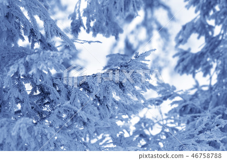 Frosty branches of spruce in winter forest Frosty branches of spruce in winter forest 46758788