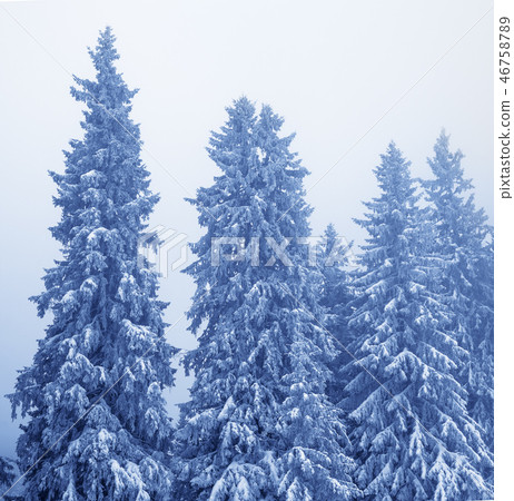 Frozen snow-covered fir-trees in magic forest Frozen snow-covered fir-trees in magic forest 46758789